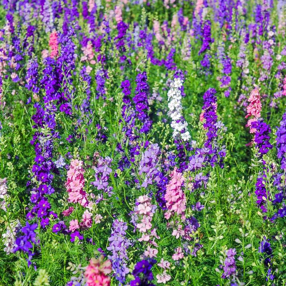 1000 Seeds Delphinium Larkspur Seed Mix For Planting Outdoors | Rocket