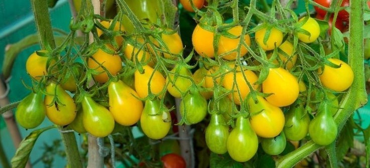 25 Fresh New Harvest of Choice Yellow Pear Premium Tomato Seeds-B 82