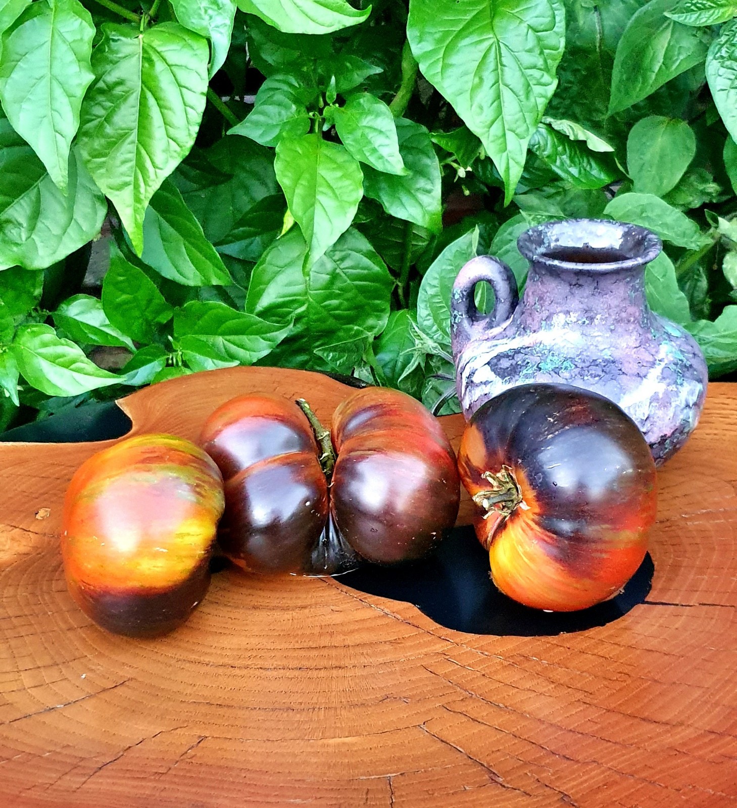 10 seeds Rebel Starfighter Dippers Delight DWARF Tomato Rare ORGANIC Variety