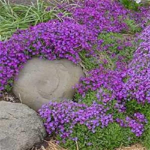 50+ AUBRIETA LILAC PURPLE ROCK CRESS FLOWER SEEDS / PERENNIAL / DEER RESISTANT