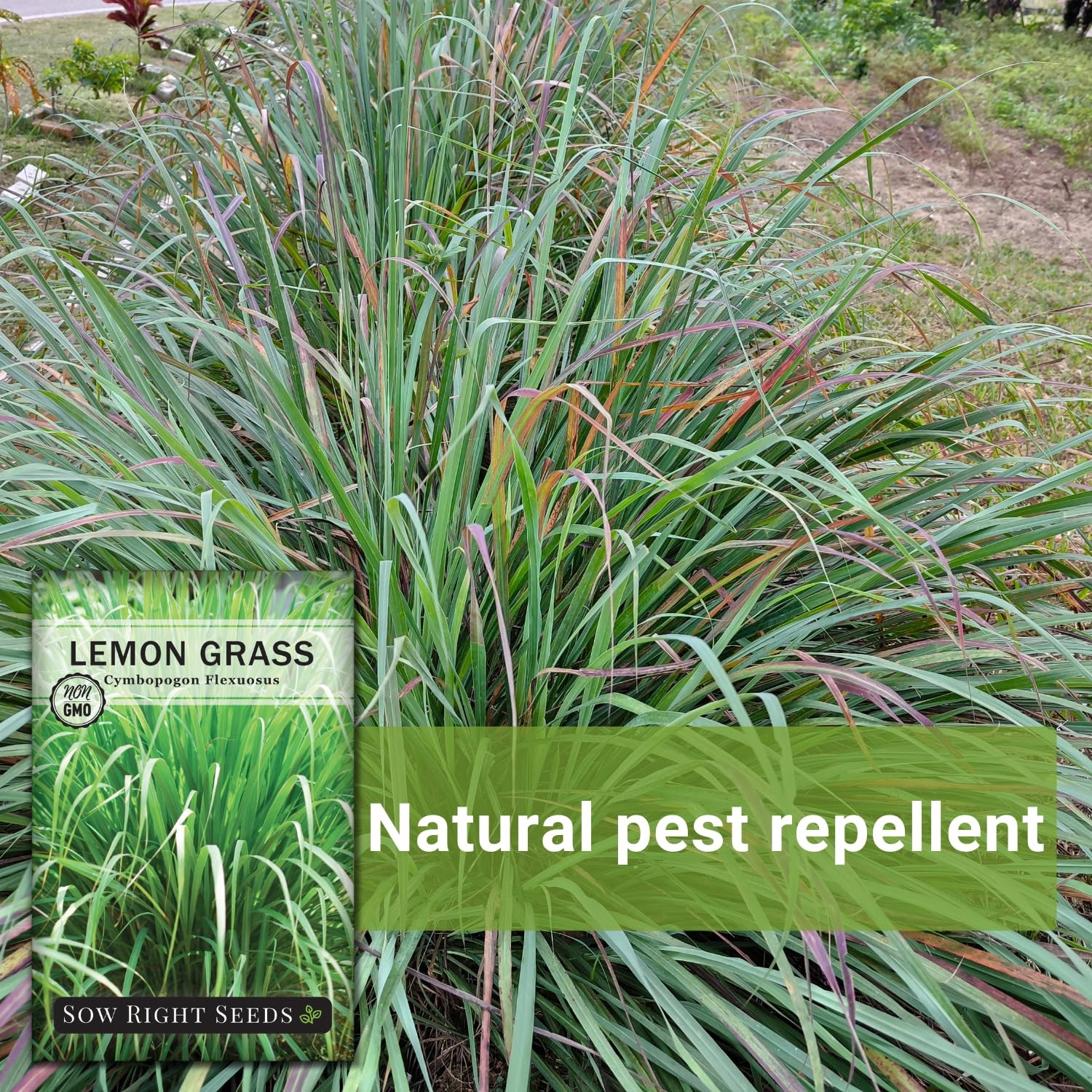 Lemon Grass Heirloom NonGMO Asian Cooking Herbs Garden Planting East Indian