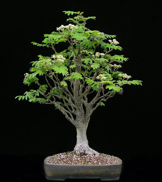 Rowan, (European Mountain Ash), Sorbus aucuparia, Tree Seeds