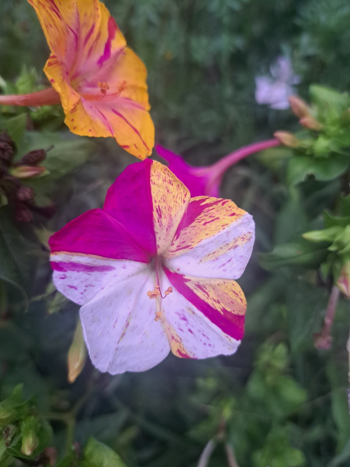 Four O’Clock BI-COLOR Mixed Colors Annual/Perennial Heirloom 30 Seeds!