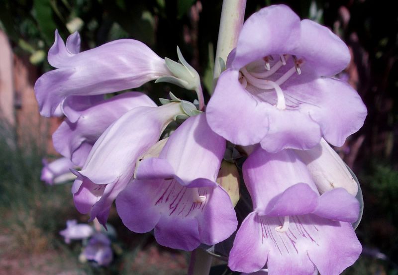 50+ PENSTEMON PURPLE GRANDIFLORUS BEARDTONGUE FLOWER SEEDS / PERENNIAL