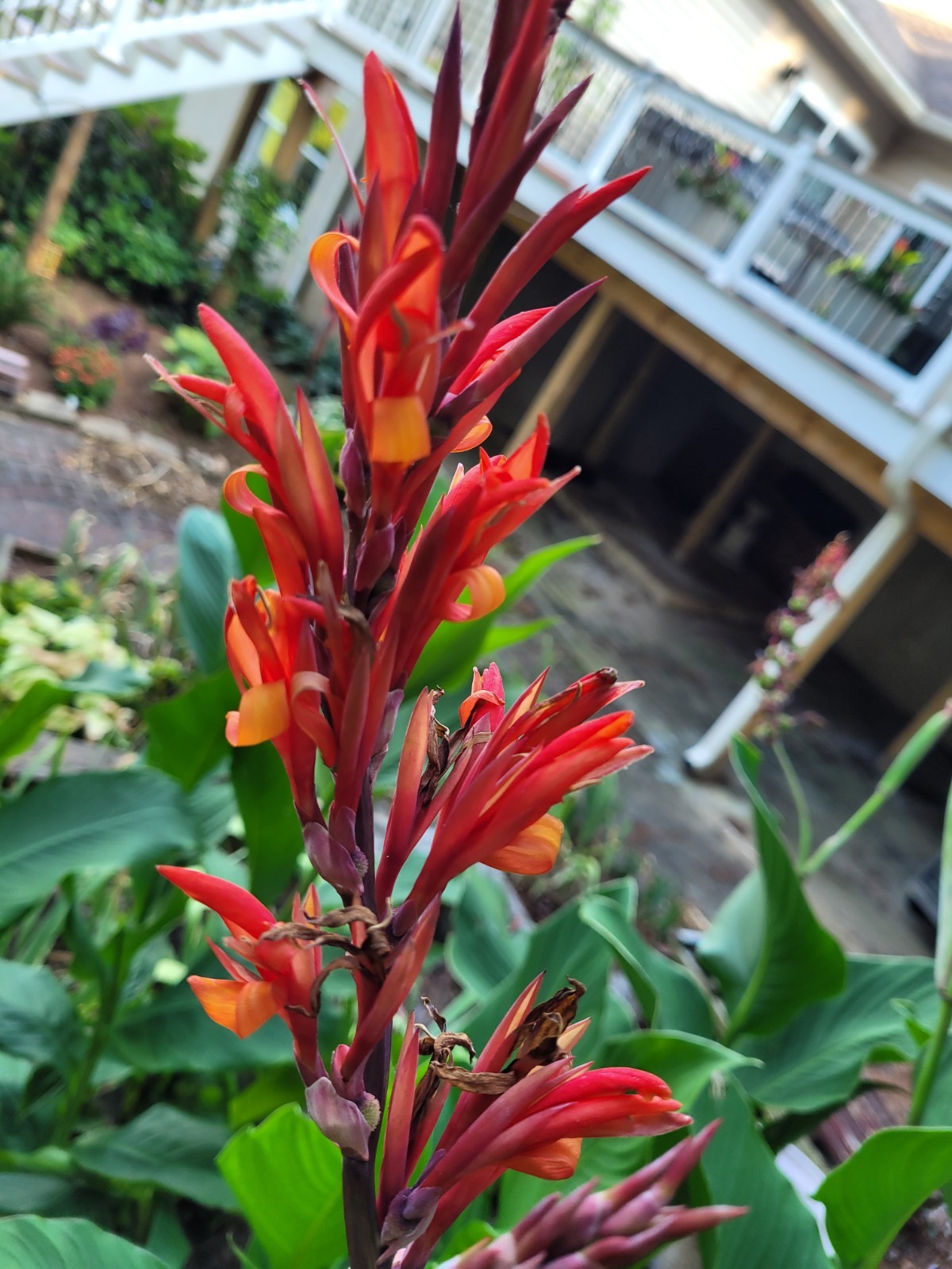 100 Canna Lily Seeds -Robert Kemp -Red Flwr -Green Leaf -6-10 ft tall Free Ship