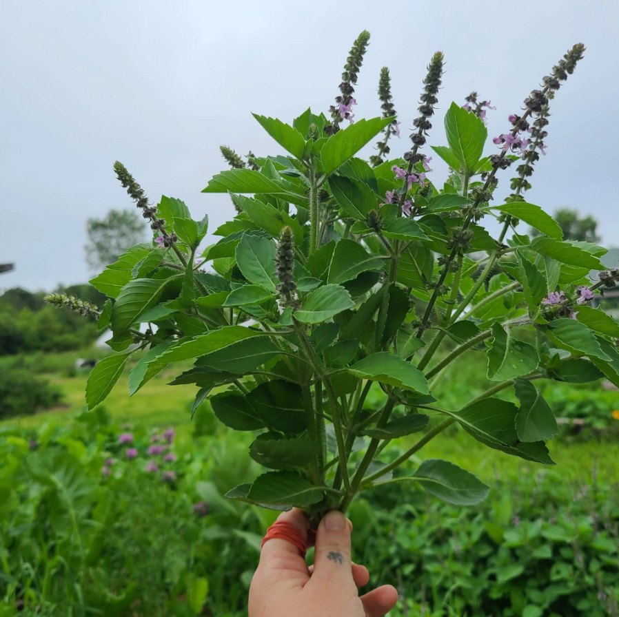 Tulsi Holy Basil – Aromatic Herb Seeds – Culinary Plant – 100 to 1,600 Seeds