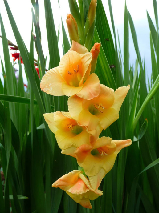 Pack of 5 Gladiolus ‘Sunglow’ Size 12/14cm Corms Bulbs, Golden Yellow, Packaged