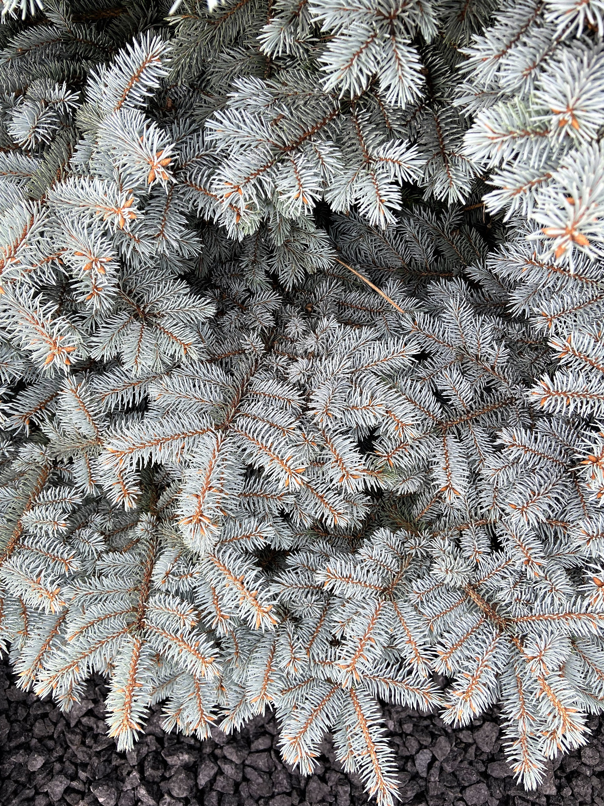 50 Colorado BLUE SPRUCE Tree Picea Pungens Glauca Christmas Tree Silver Seeds