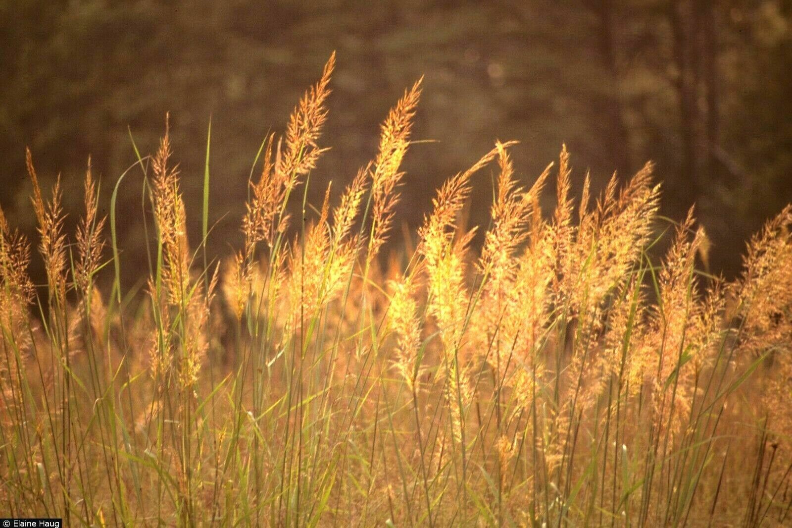 500 Indiangrass Indian Grass Seeds Native Prairie Wildflower Clumping Ornamental