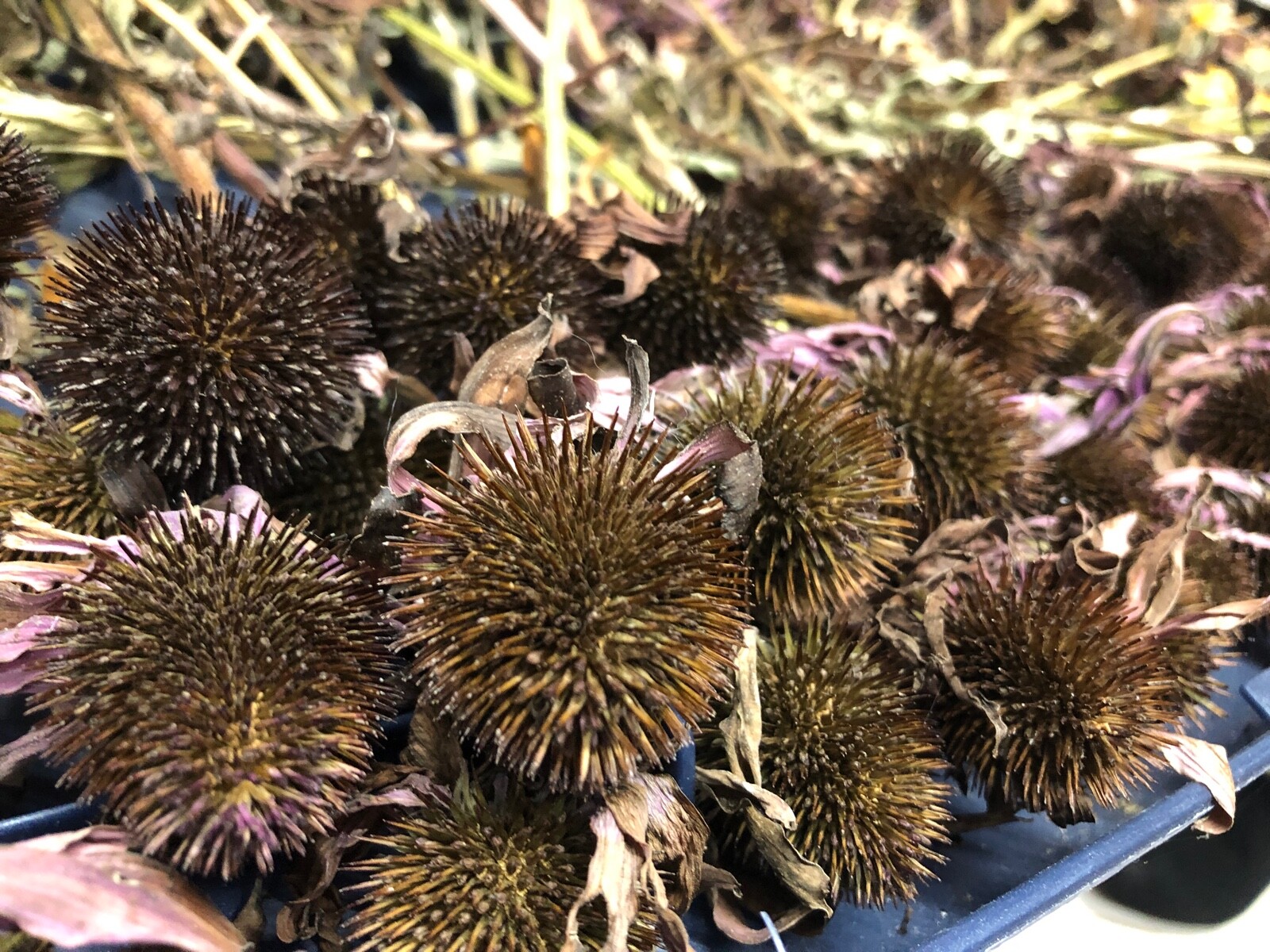 1 oz ECHINACEA Purple Coneflower Medicinal Herb Dried Seed Heads/Cones~ Variety