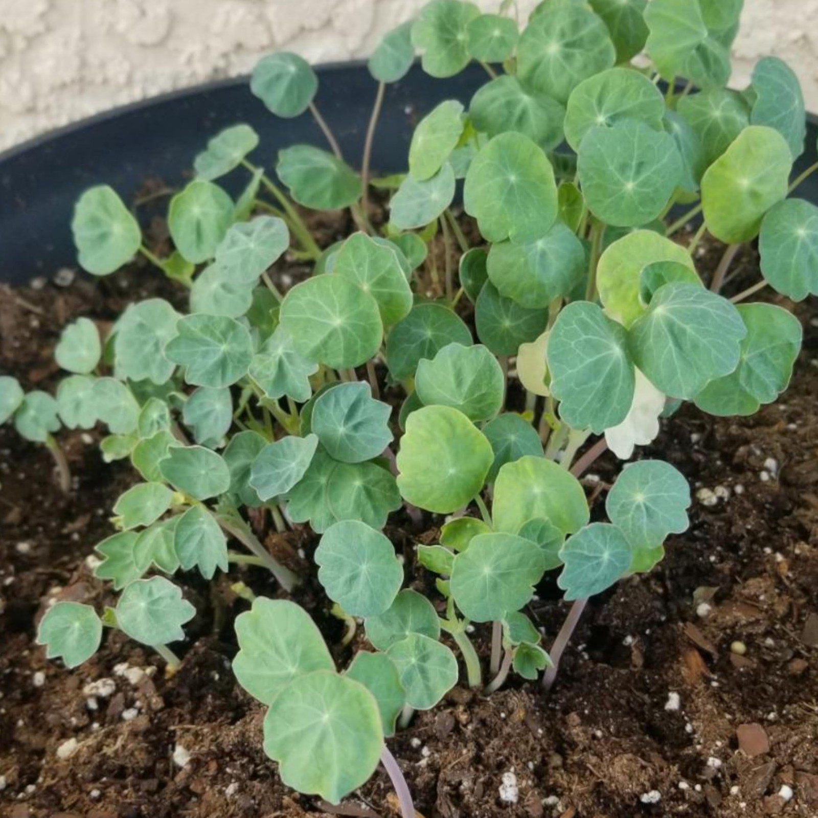 Nasturtium Seeds for Planting Jewel Blend – Heirloom Untreated & Open Pollina…