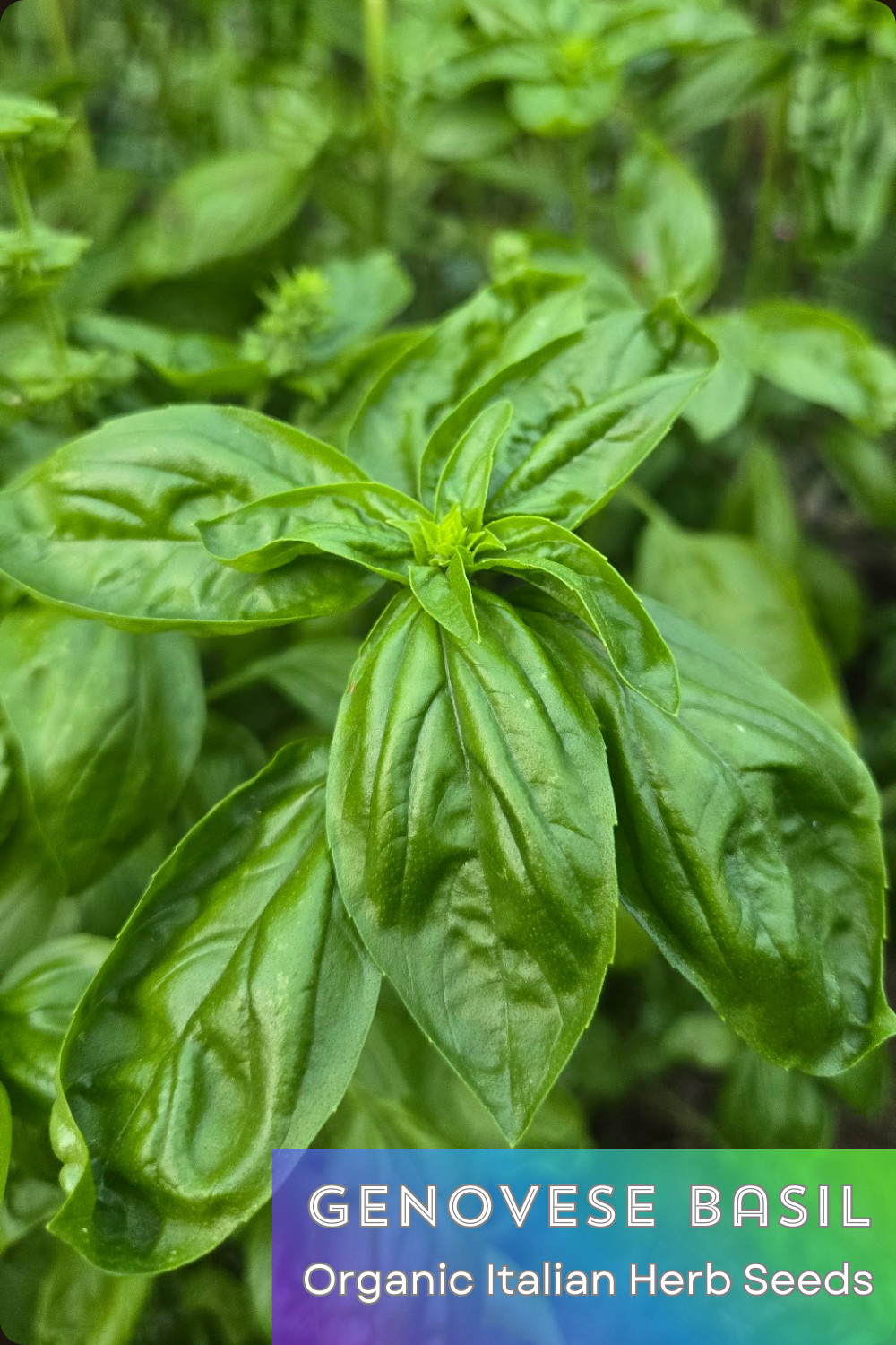 SUMMER SURVIVAL GARDEN ⭐ Homestead Collection ⭐ 18 Heirloom Herb & Veggie Seeds