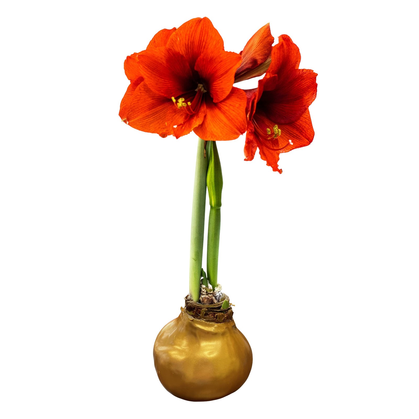 Live Waxed Amaryllis Bulb with Red Blooms – Easy Care Holiday Gift Plant