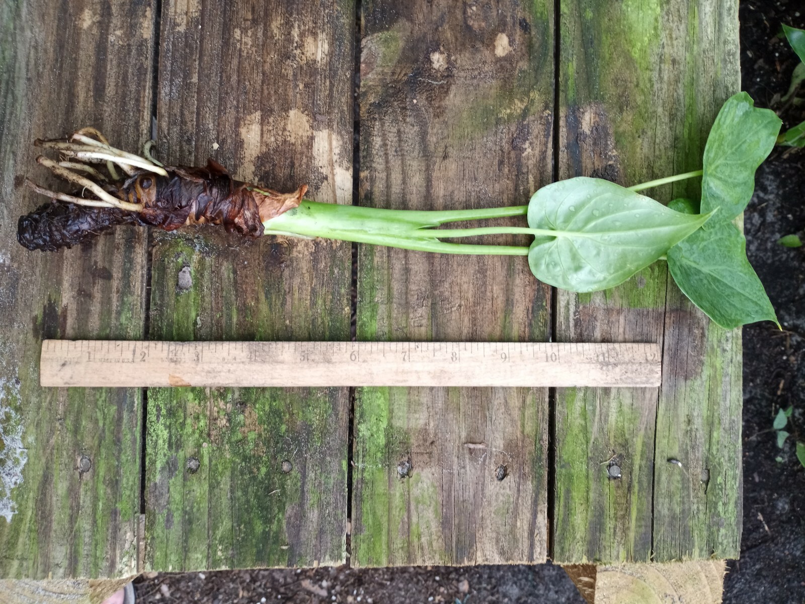 Chinese Taro, Buddha’s Hand bare root plant 12″-18″