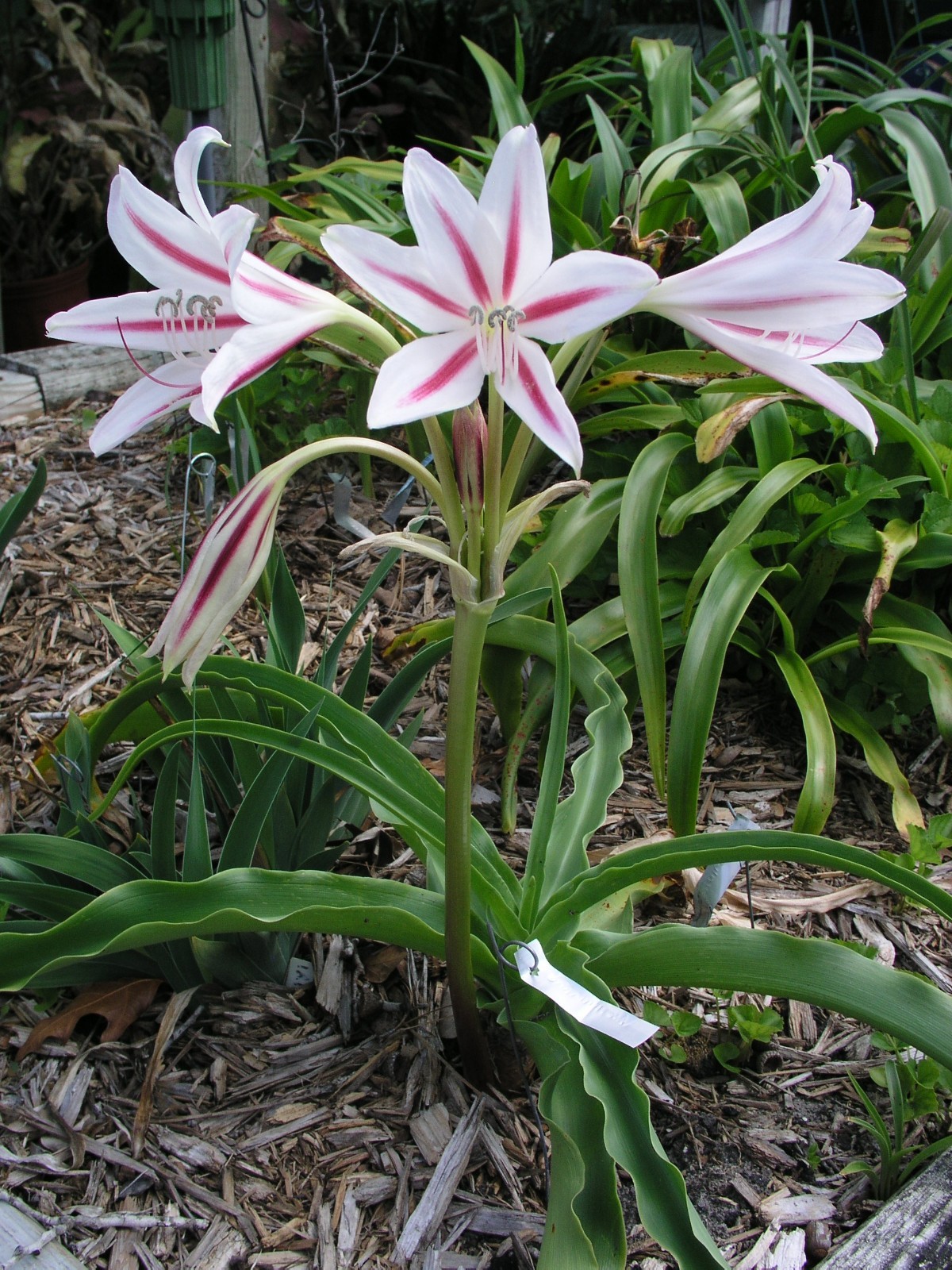 Crinum Lily, Scabrum ‘Starburst’, medium-size bulb, NEW