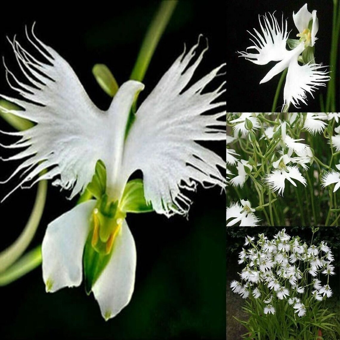 Japanese Radiata White Egret Orchid Flower 50Pcs Seeds…(#5422)