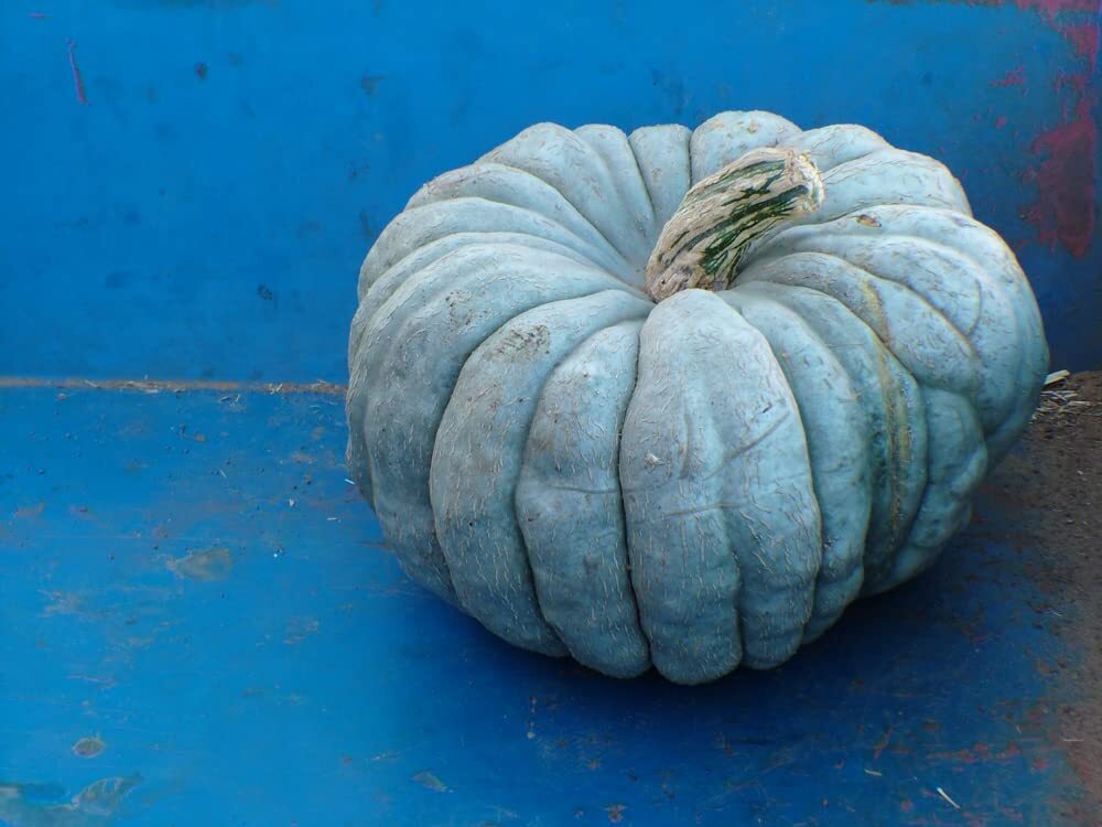 Jarrahdale Blue Pumpkin Seeds | 10 Seeds per Packet | Blue Jarrahdale Pumpkin Se