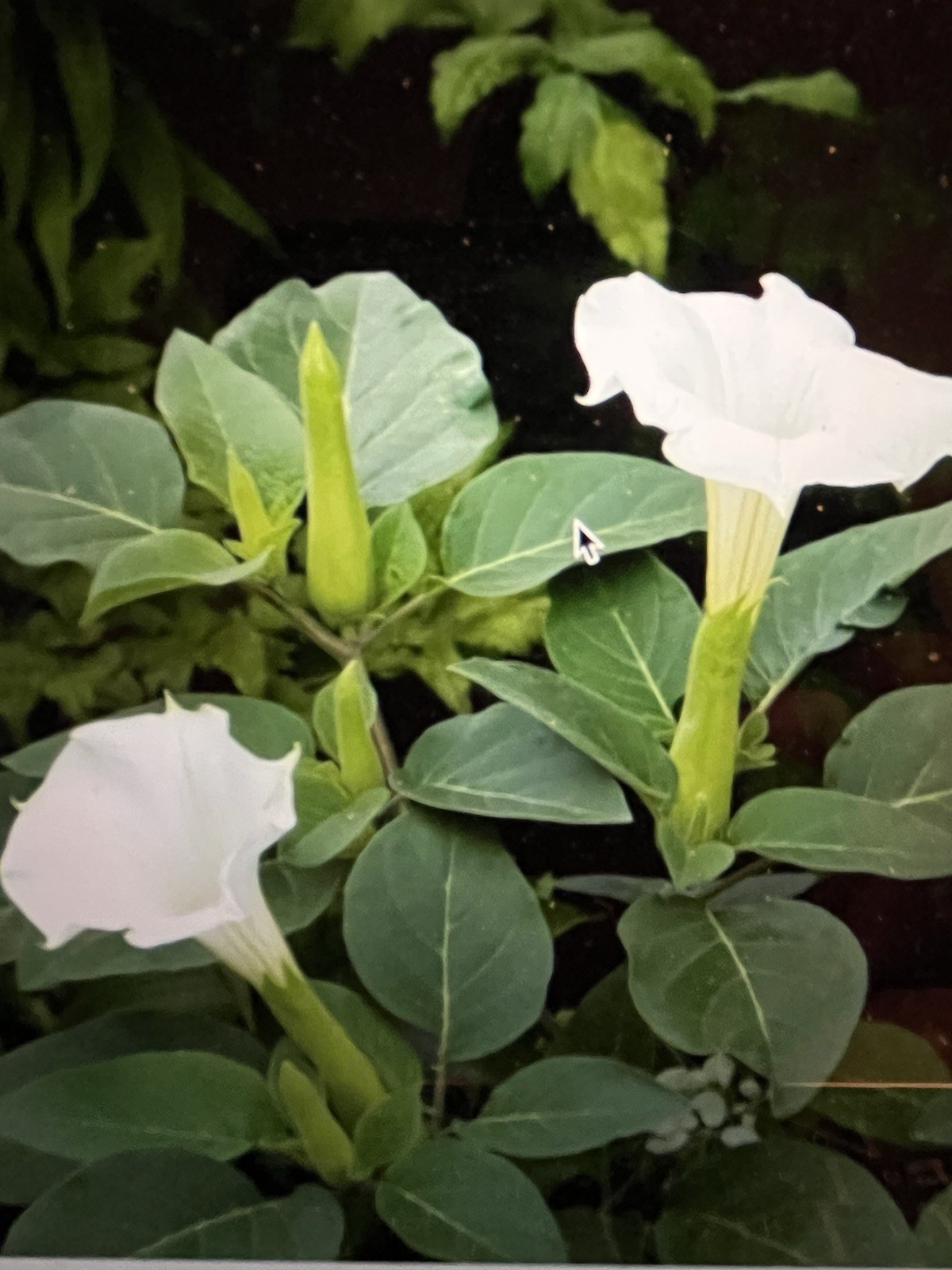 Datura Moonflower Seeds Easy to Grow Large Blooms Harvest 2025. 350 + Seeds USA