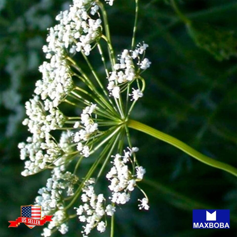 1000 Anise Herb Seeds Open Pollinated Non-GMO Heirloom Garden