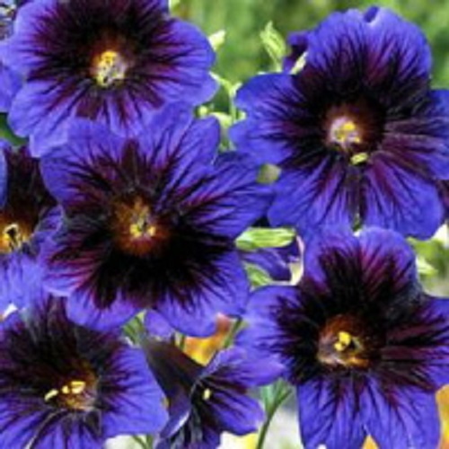 25+ RARE STAINED-GLASS FLOWER SEEDS MIX / ANNUAL / SALPIGLOSSIS