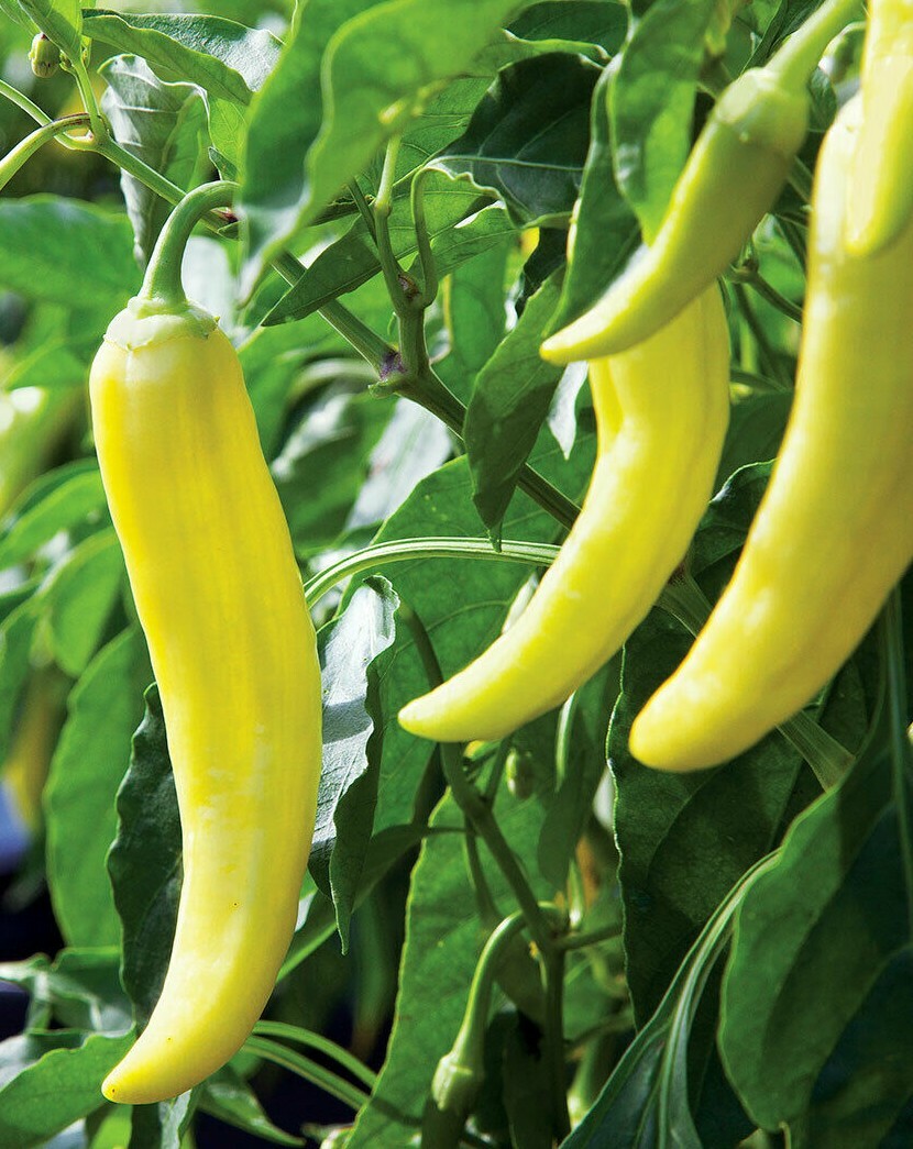 SWEET BANANA PEPPER SEEDS 50+ sweet MILD taste CULINARY cooking FREE SHIPPING