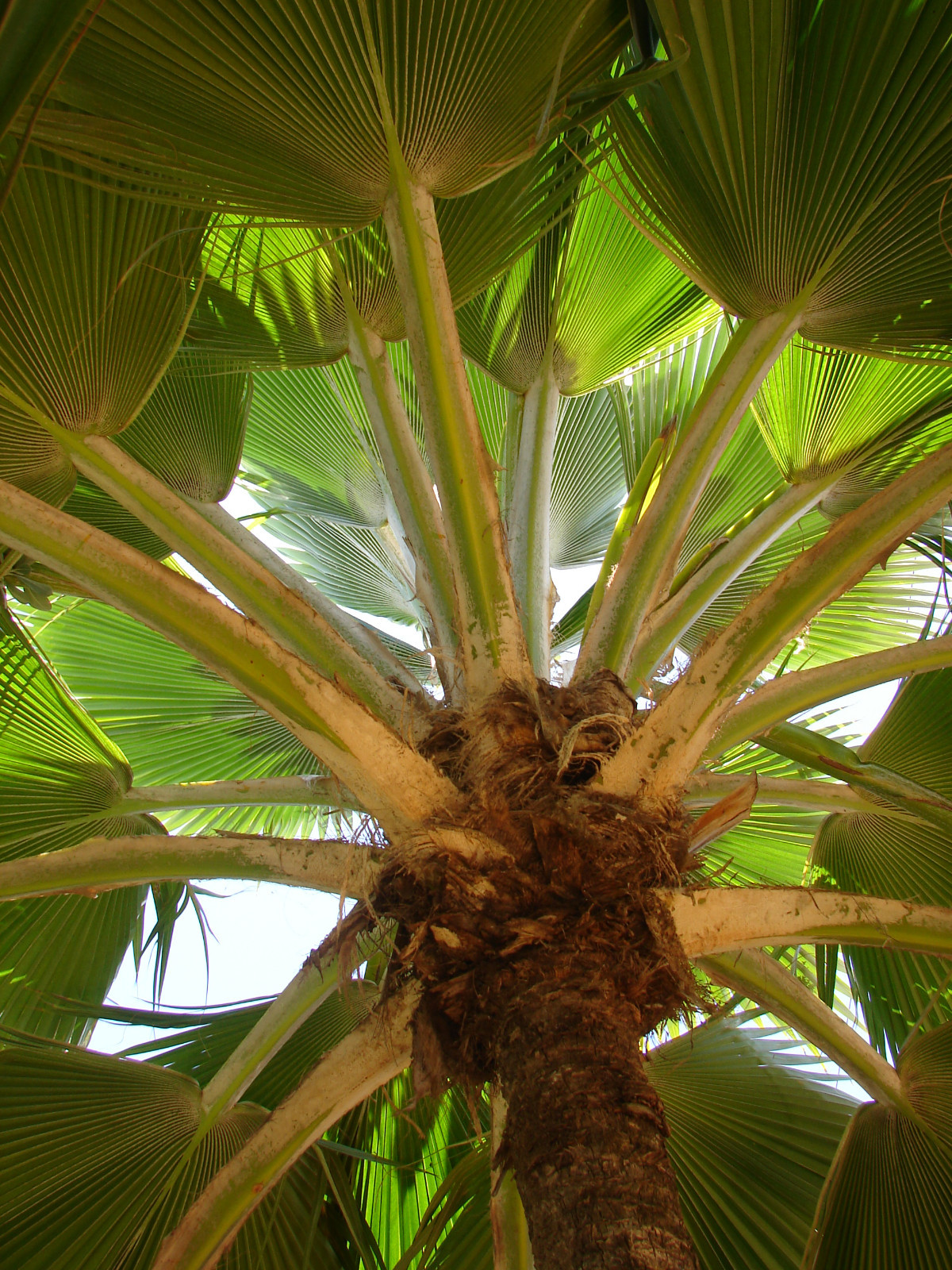 ~LAU FAN PALM SEED~ 1000+Seeds Pritchardia thurstonii ~Dwarf FIJI FAN Palm~ Rare