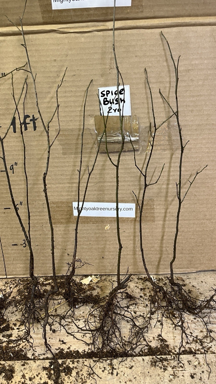 2 yo 12-18″ tall Northern Spicebush plant (Lindera Benzoin) bare root