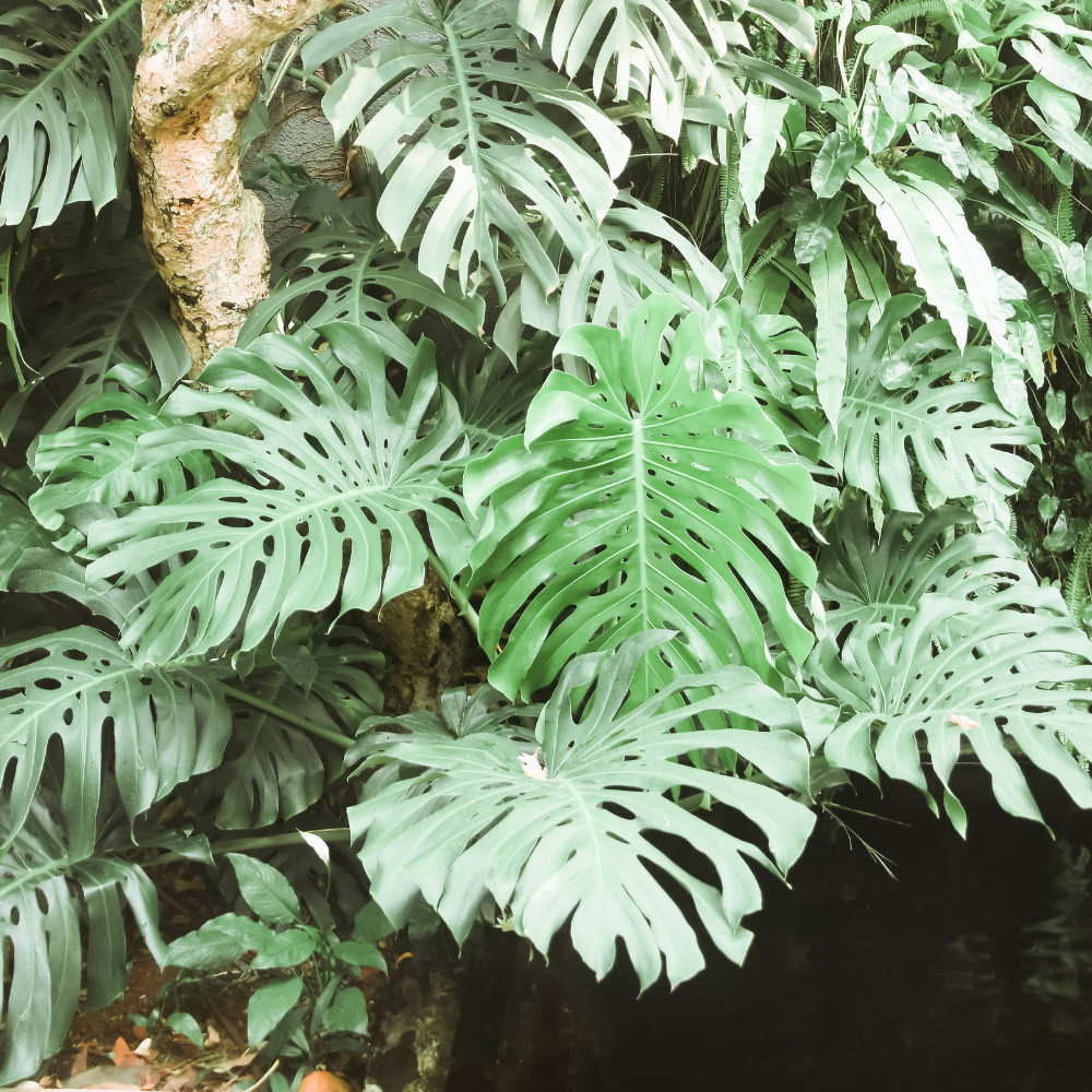 Monstera Deliciosa Live Plant 4-6 Inches Tall Rooted Swiss Cheese Plant