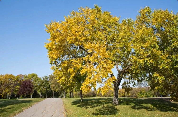 American Elm (Ulmus americana) 3-4 ft tall sent Dormant bare root