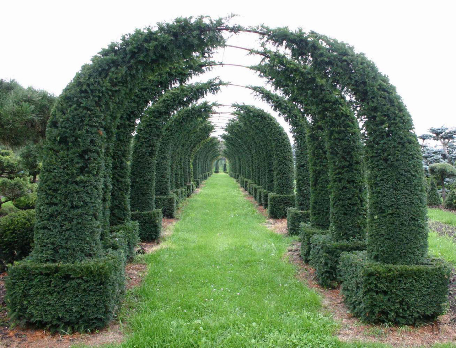 English Yew, Taxus baccata, Shrub Seeds