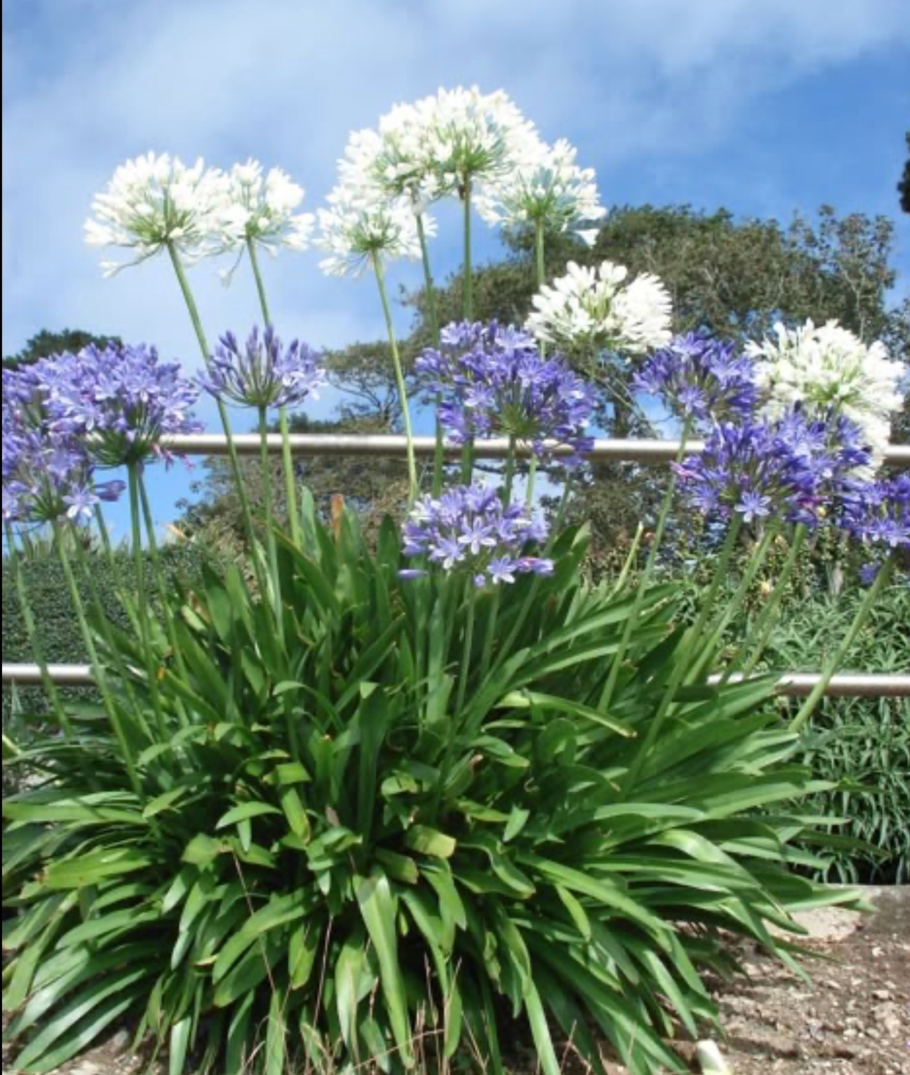 35 + Seeds Lily of the Nile -Giant Blue Agapanthus — African Lily