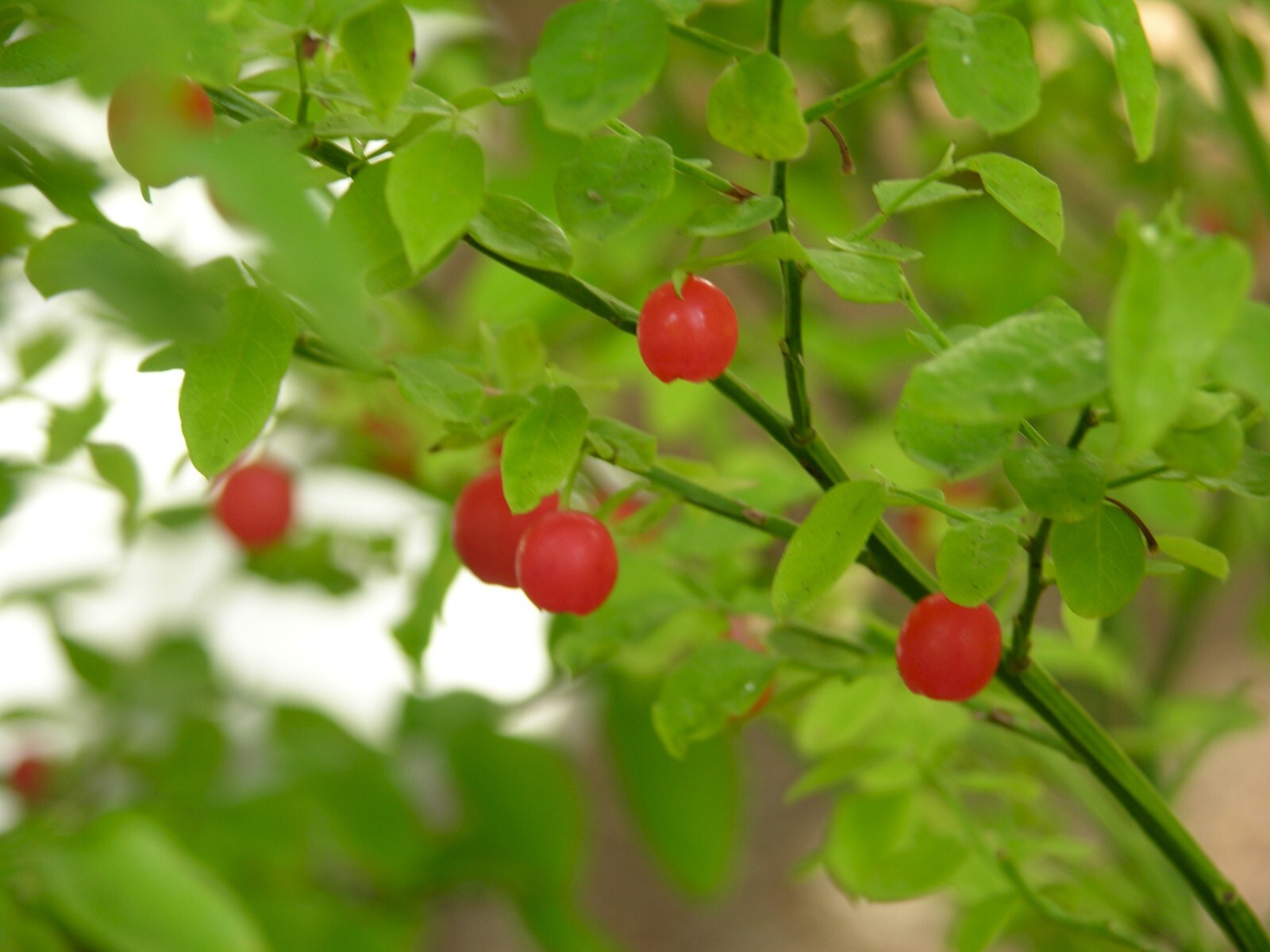 Red Huckleberry, Vaccinium Parvifolium, Shrub Seeds (Edible, Hardy, Fall Colors)