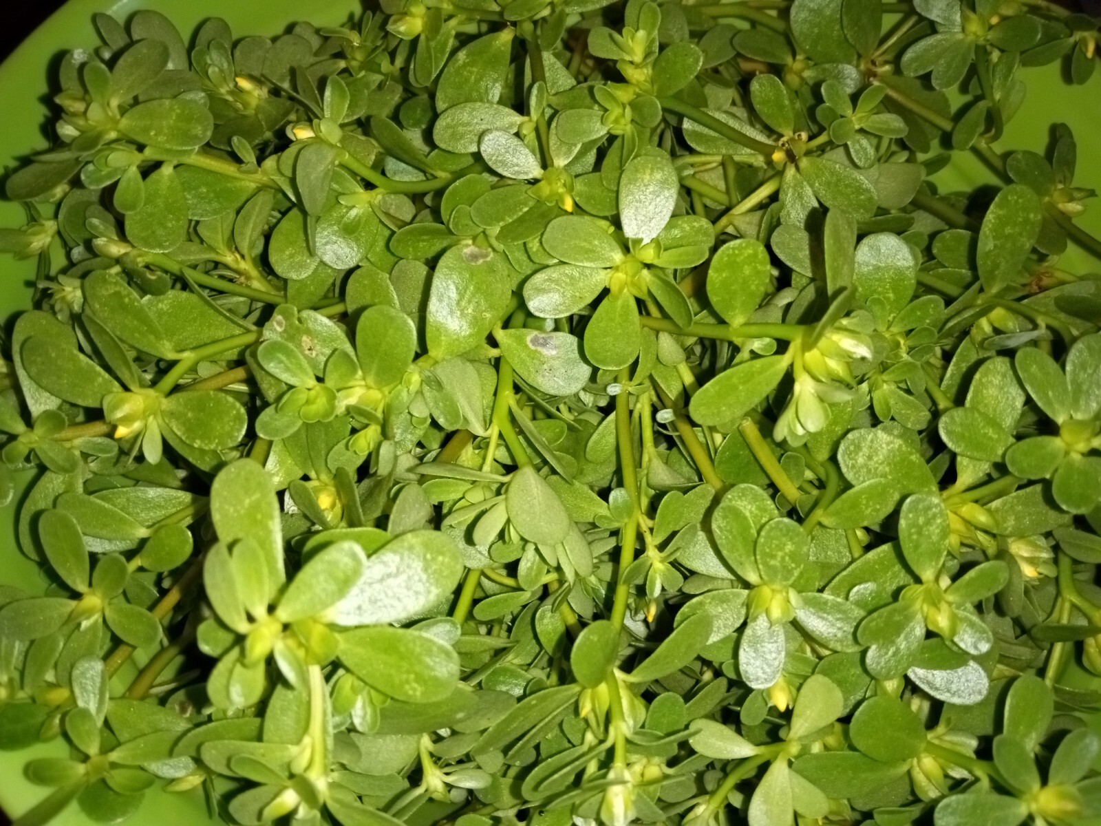 250+ Organic Purslane Seeds( Portulaca Sativa) Green Edible Annual Herb.