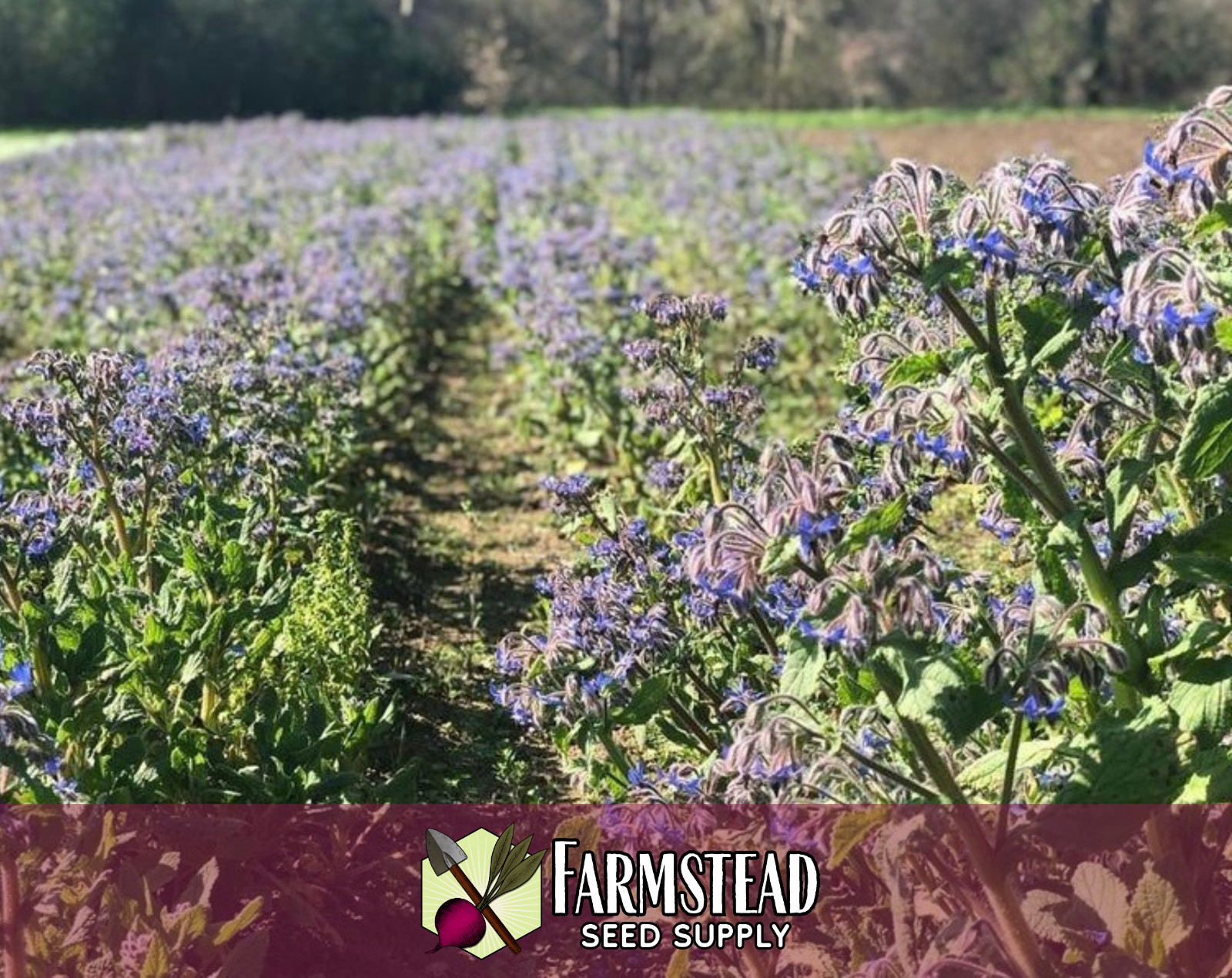 290+ Common Borage Seed, Non-GMO, Herb & Flower Gardening Plant Seed Packet, USA
