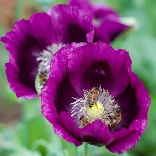 5,000+ Heirloom Organic Lauren’s Grape Papavaer Somniferum Poppy Seeds. Non-GMO