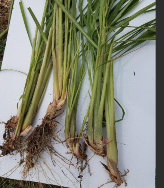 5 Lemongrass Stalks Plugs Live Cymbopogon Plant Healthy Herb Lemon Grass Organic