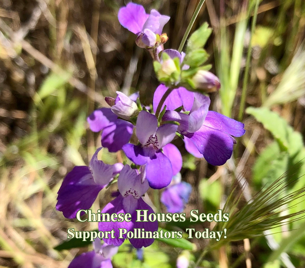 Chinese Houses Seeds – California Native – Collinsia heterophylla