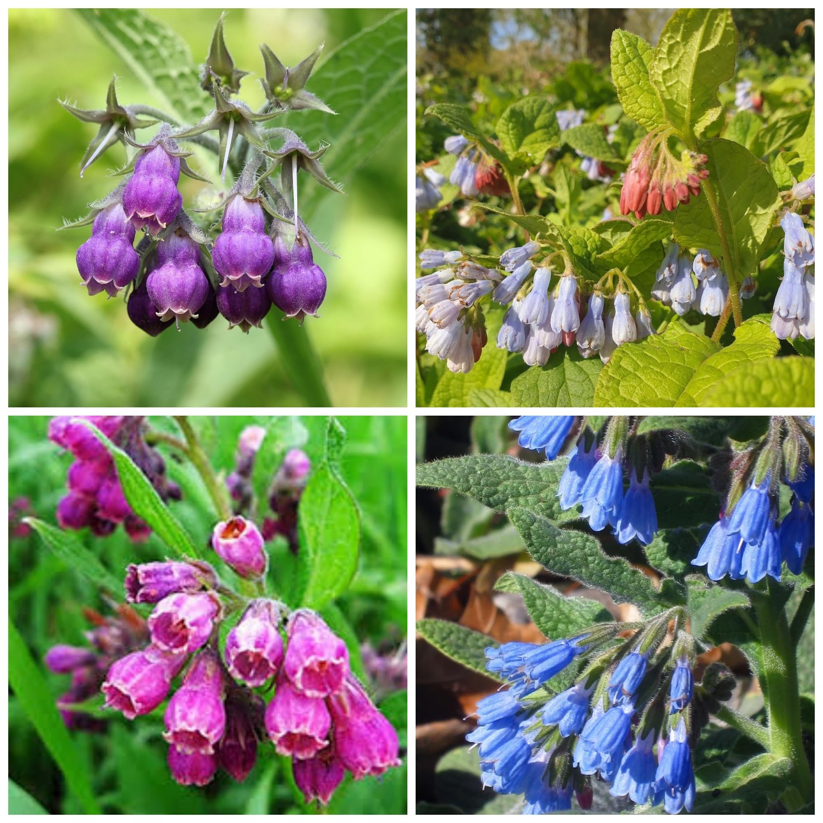 80 Symphytum Officinale Comfrey Seeds – Non-GMO Heirloom Fresh Garden Seeds