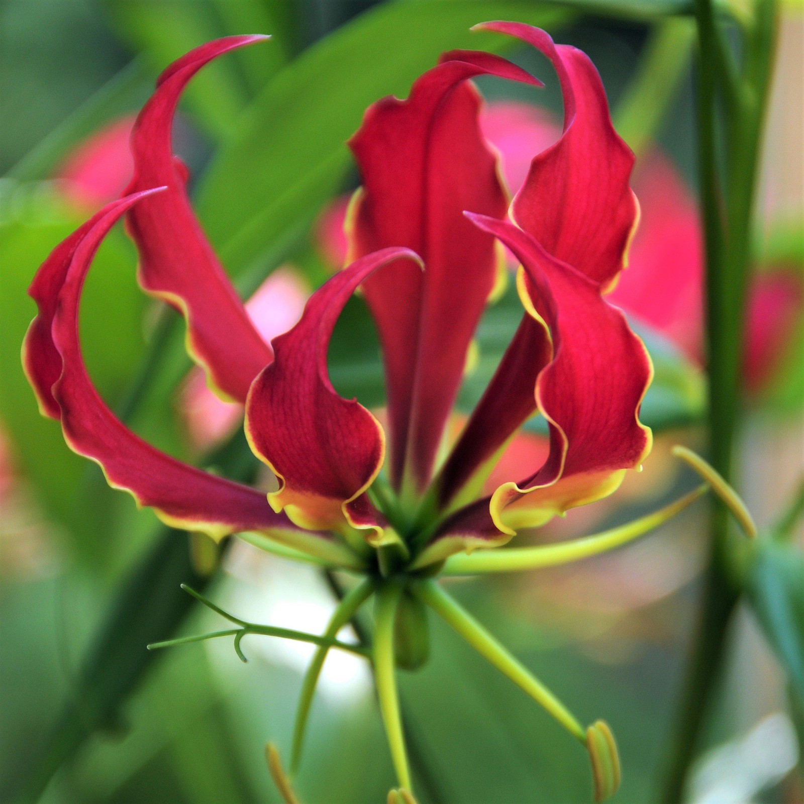 Gloriosa Party Streamers Mix 3 Tubers, Unusual Summer Flowers, Tropical Vine