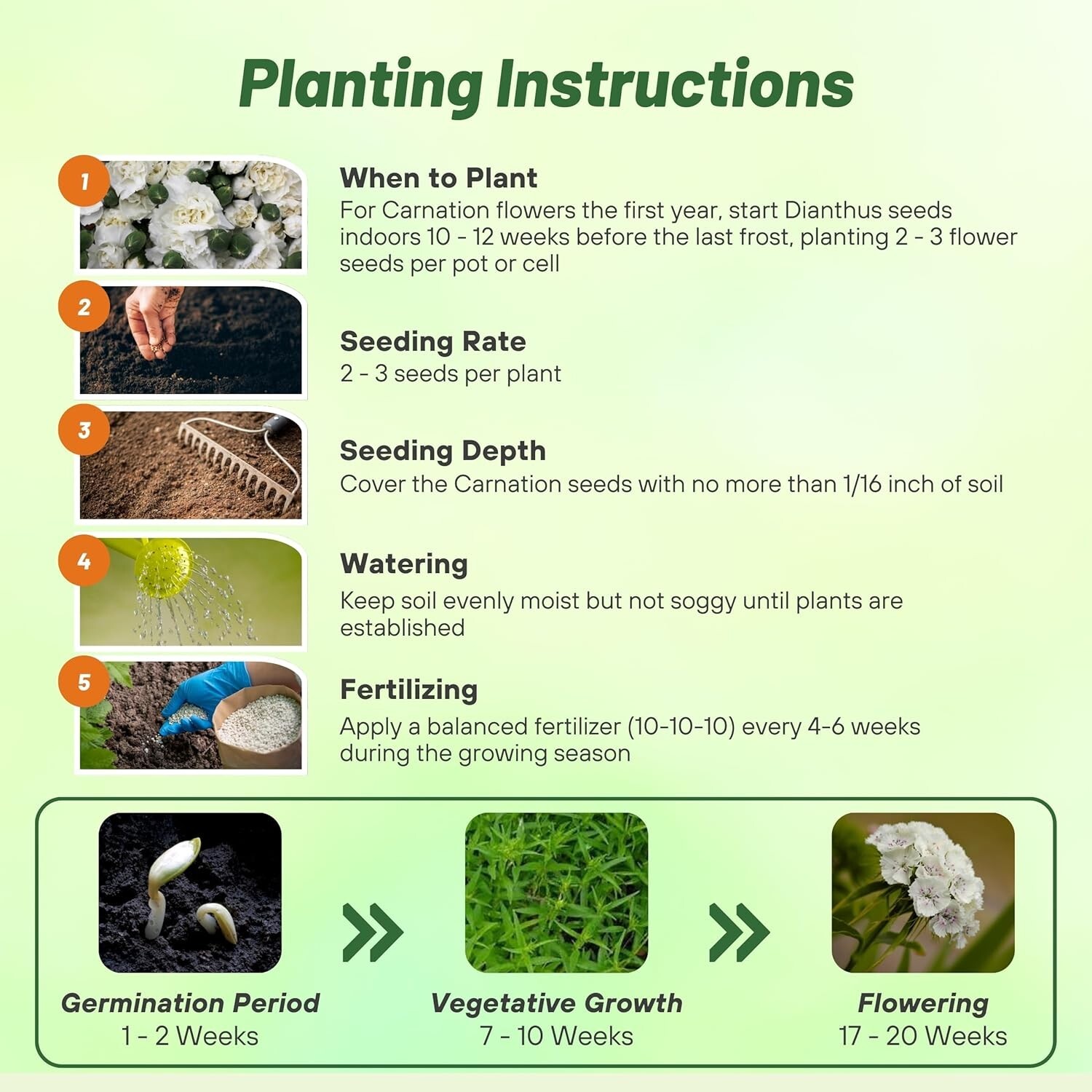 GMO-Free White Carnation Seeds – Easy to Grow, Attracts Pollinators, 1000 Pcs
