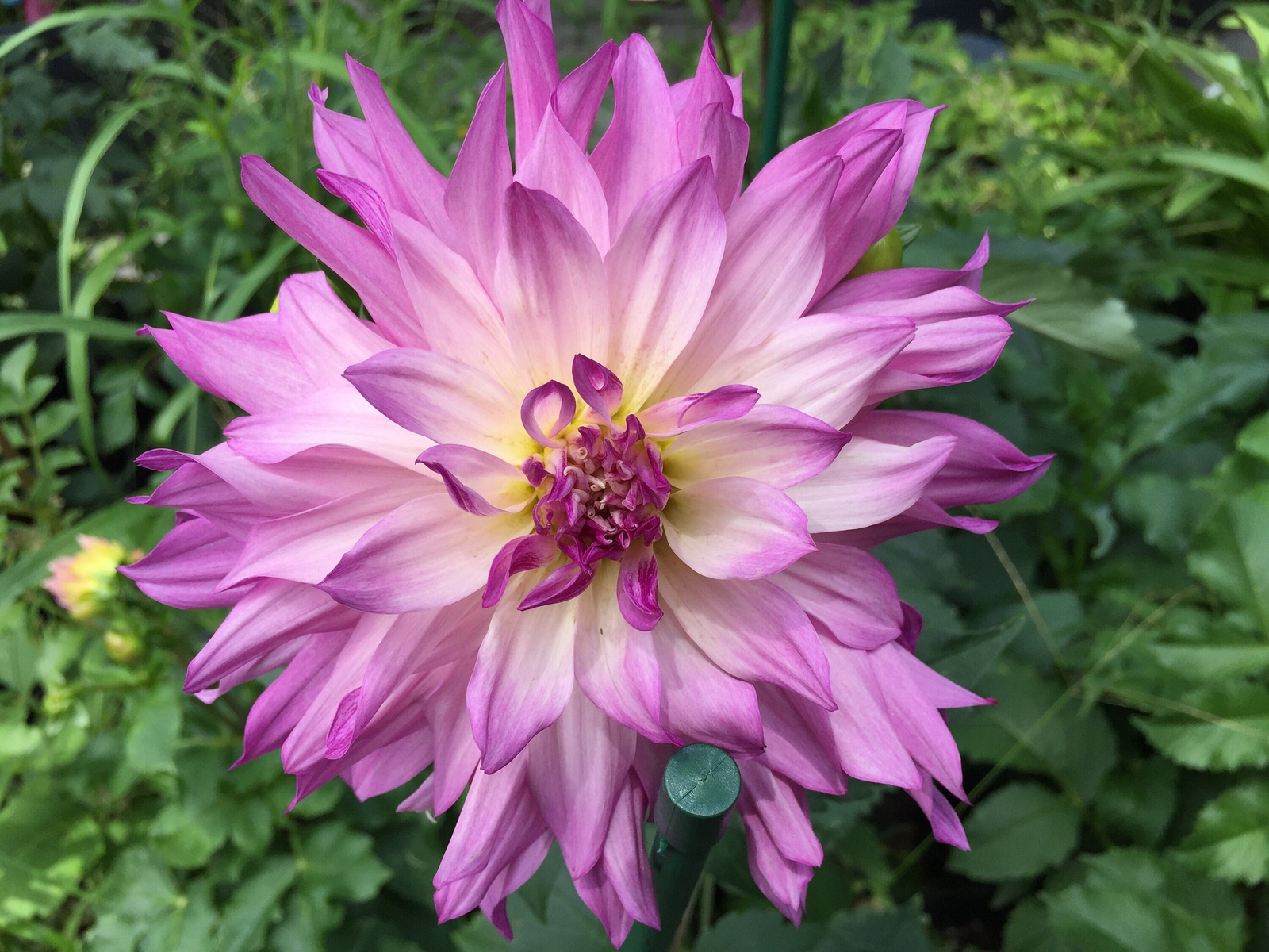1 “Labyrinth Twotone” Dinnerplate Informal Decorative Dahlia Large Bulb Size #1