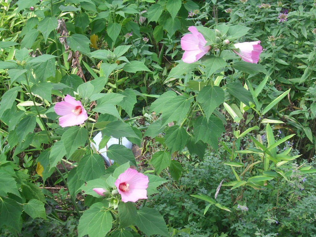 40 PINK SWAMP ROSE MALLOW SEEDS – WILD HIBISCUS – Hibiscus moscheutos