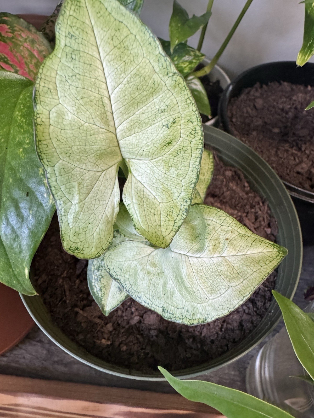 Syngonium Pixie Dwarf Plant