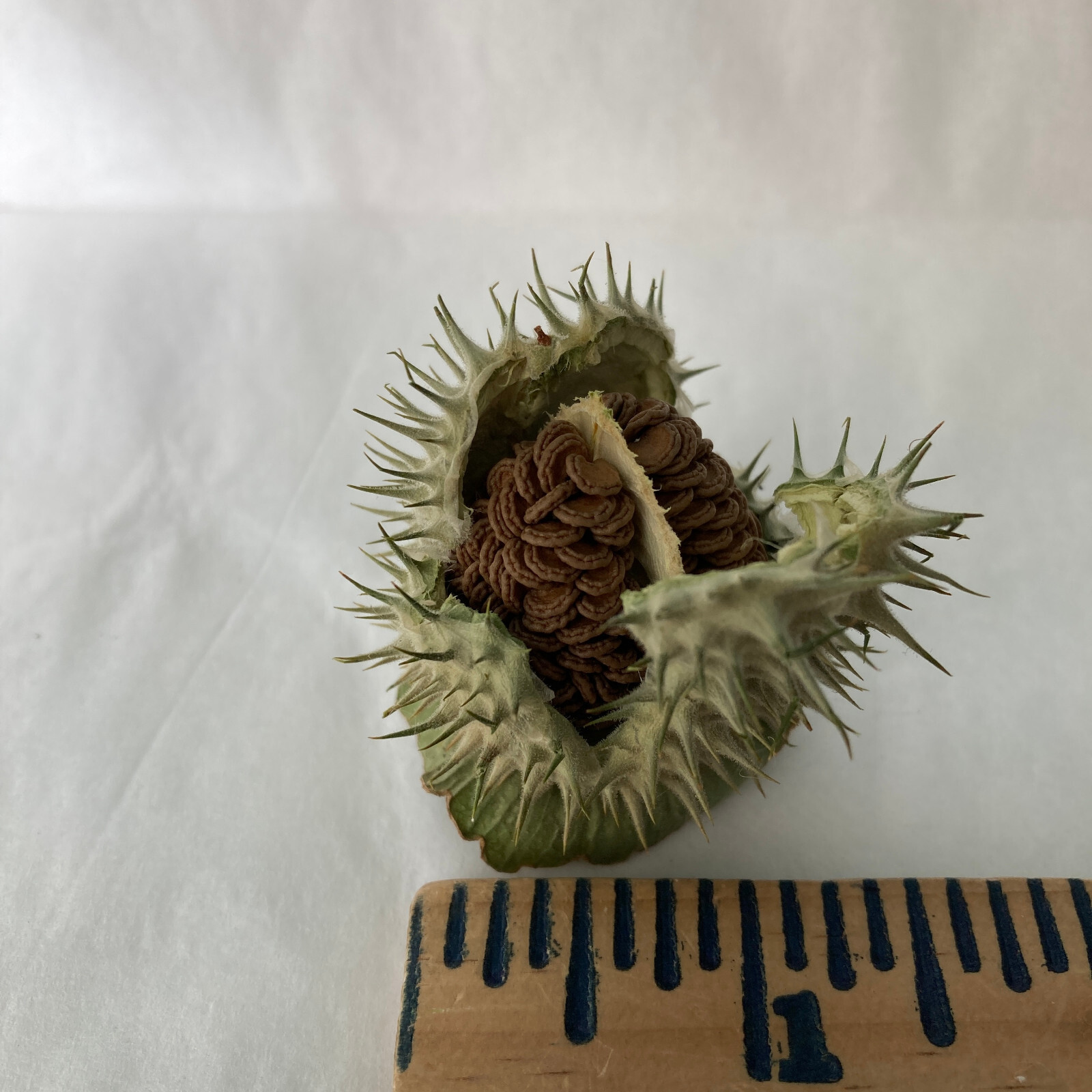 Datura Inoxia SEED Pod Capsule Moonflower Thornapple 2022 Montana Organic