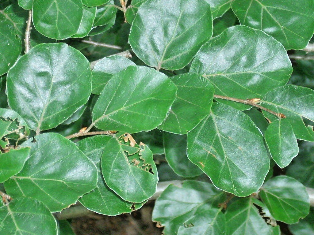 15 ROUNDLEAF EUROPEAN BEECH SEEEDS – Fagus sylvatica ‘Rotundifolia’