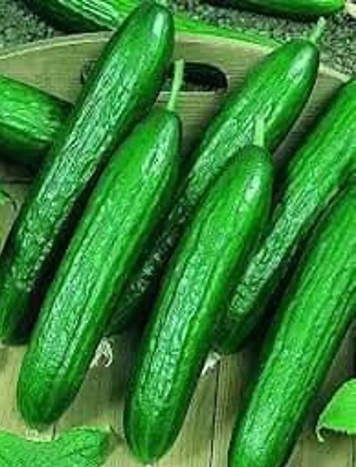 100+ Beit Alpha Cucumber Seeds — Persian / Lebanese —— Heirloom – Organic