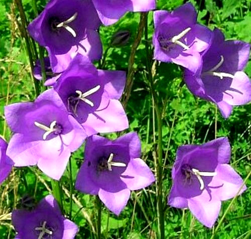 Blue Peach leaf bellflowers 265 seeds big 2″ flowers, mariesgreengarden
