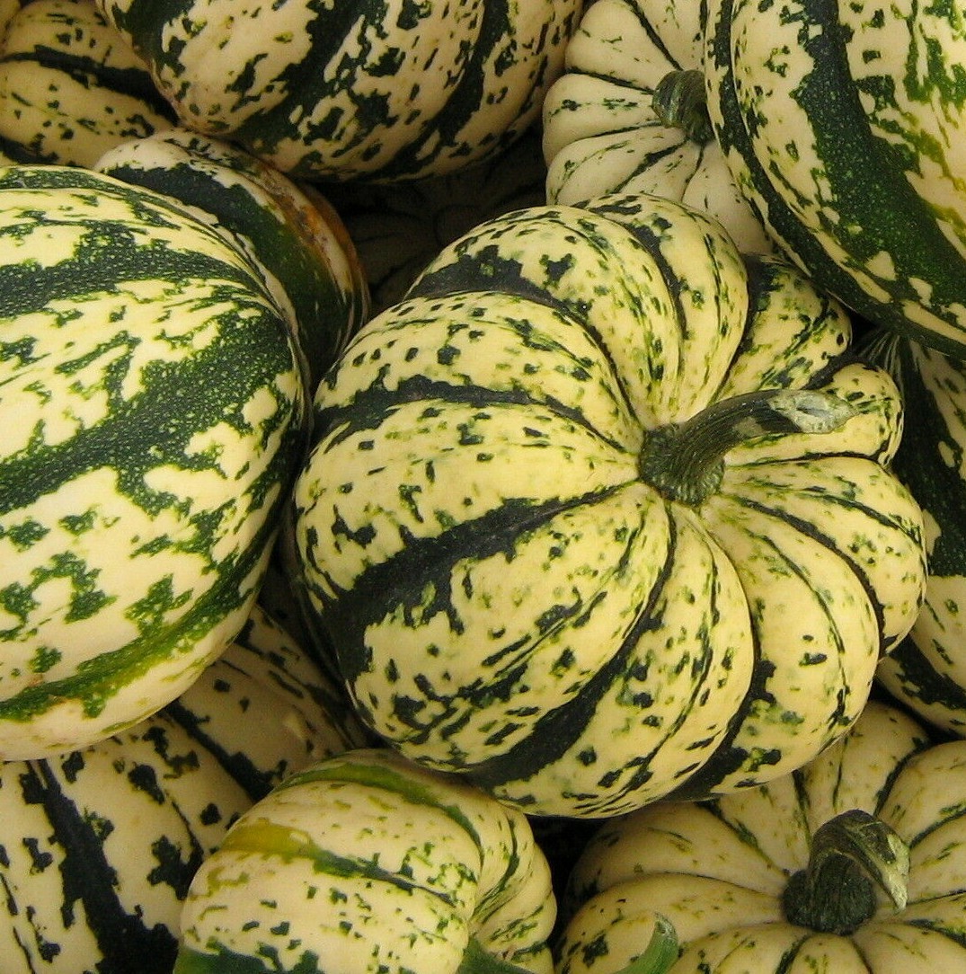 SWEET DUMPLING SQUASH SEEDS 20+ WINTER SQUASH Vegetables GARDEN FREE SHIPPING