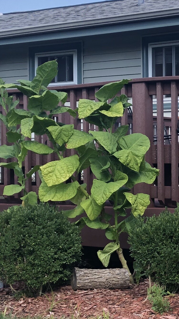 Black Sea Samsun Tobacco Seeds (~1000) Turkish Rich & Flavorful +500 Free Seeds!