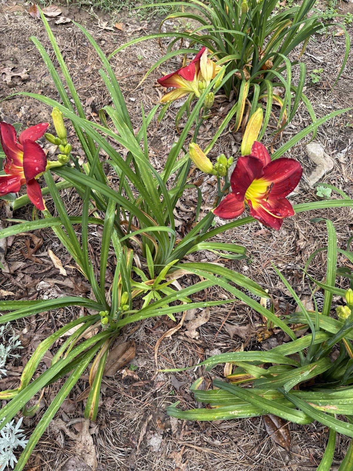 Oriental Lily Bulbs, Forever Linda? 5 Freshly Dug, Colorful